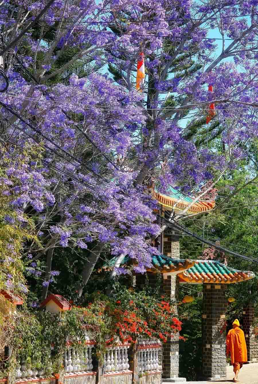 Có nên đến Đà Lạt vào tháng 3 hay không