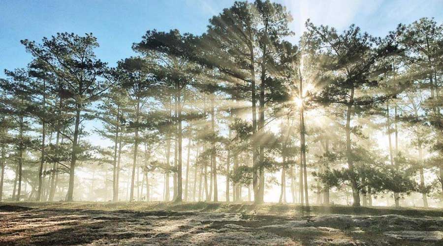 Khám phá vẻ đẹp rừng thông Đà Lạt