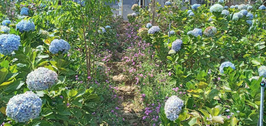 Muôn Loài Hoa Cho Phông Nền Check In Tại “Mây Trên Đỉnh Đồi“