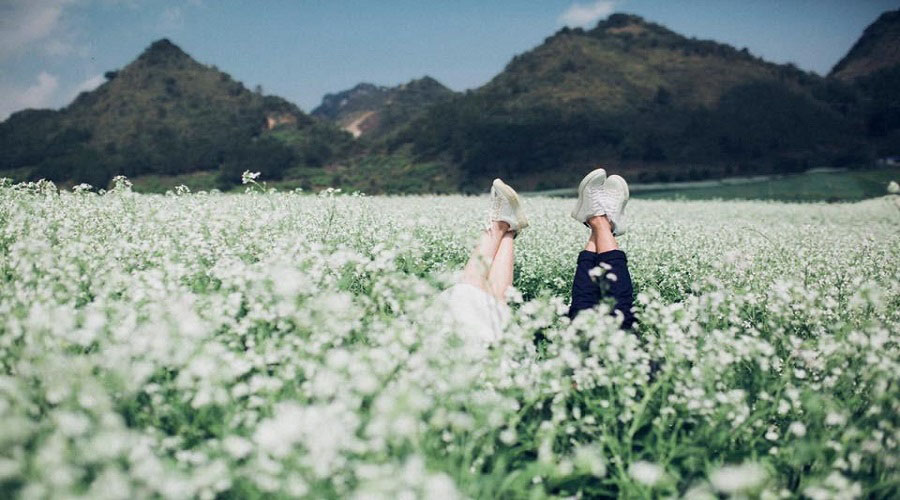 Cánh đồng hoa Tu Tra hoa cải trắng