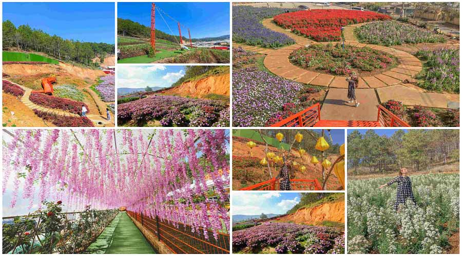 Cánh đồng hoa rộng lớn Puppy farm đà lạt