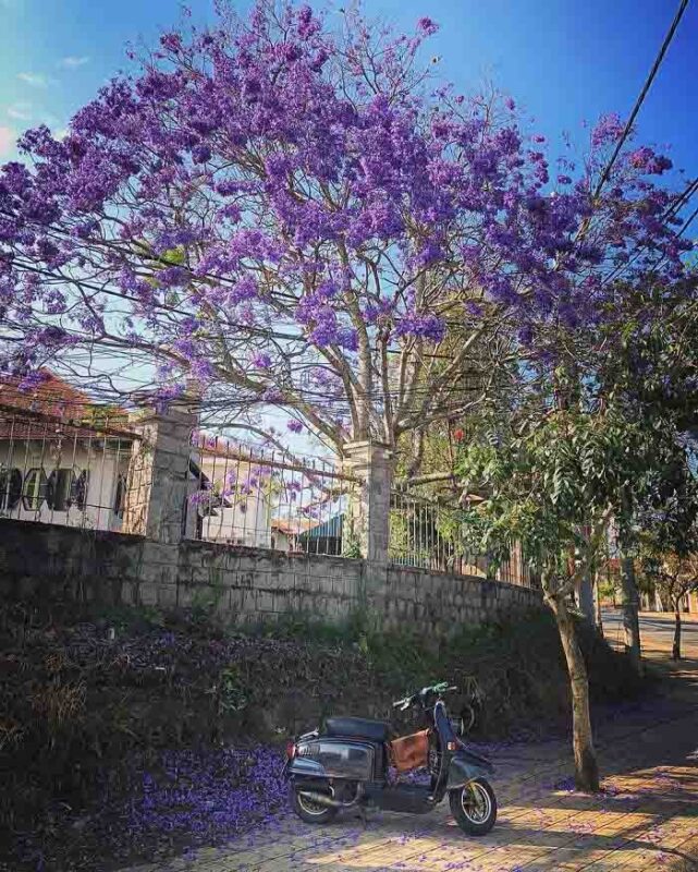Checkin ngắm hoa Phượng tím Đà Lạt