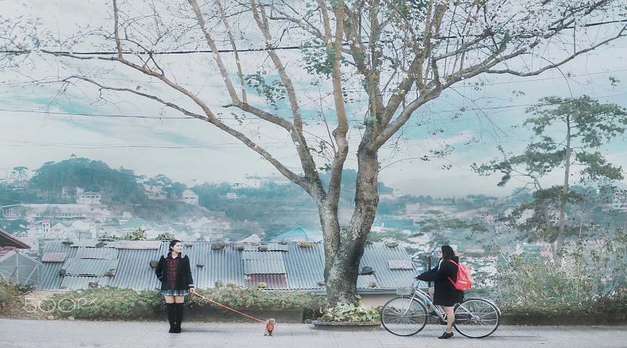 Hoa Ban trắng Đà Lạt