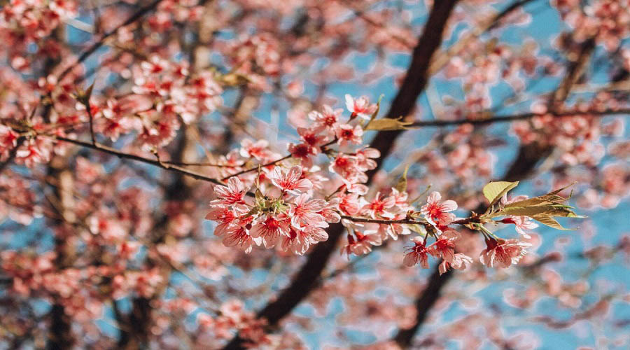 Hoa Mai Anh Đào Đà Lạt