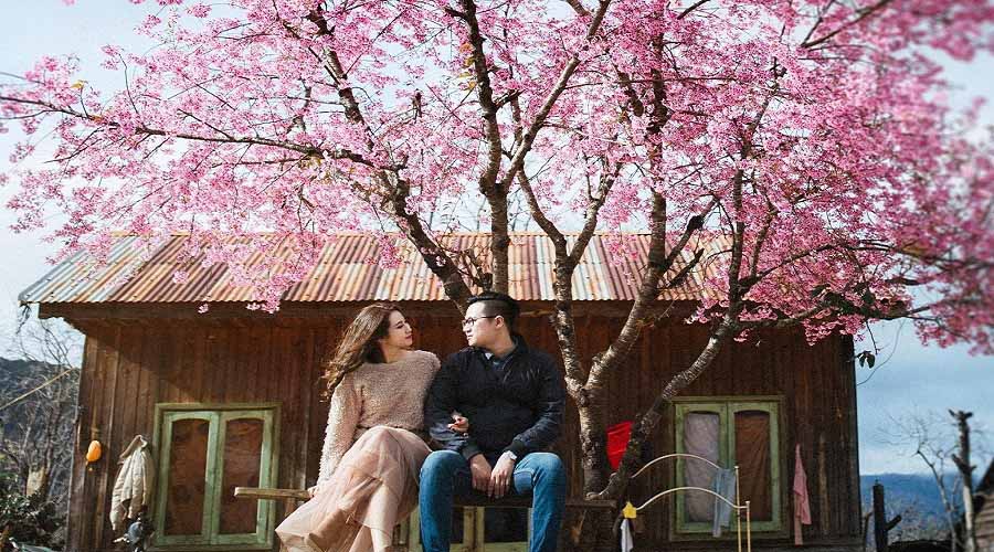 Hoa Mai Anh Đào Đà Lạt