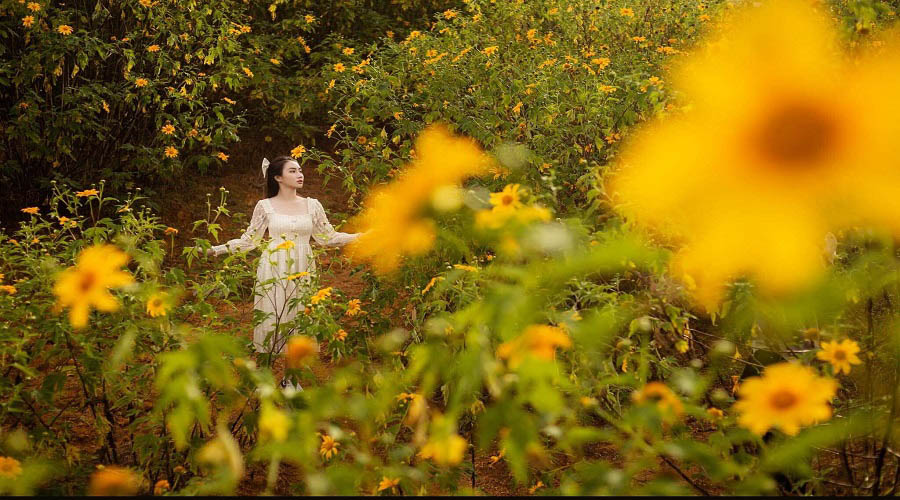 Hoa dã quỳ Đà Lạt