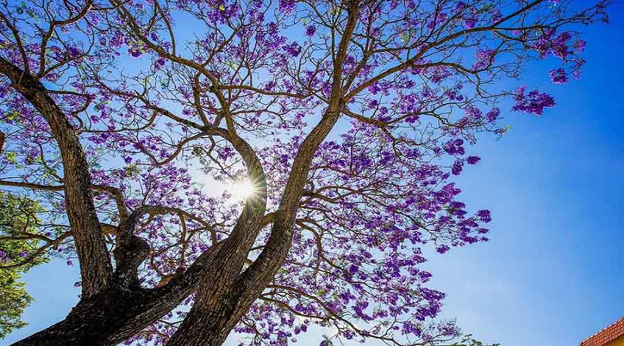 Hoa phượng tím Đường 3 tháng 4