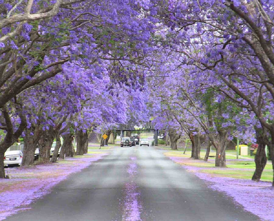 Hoa phượng tím Đường Hùng Vương