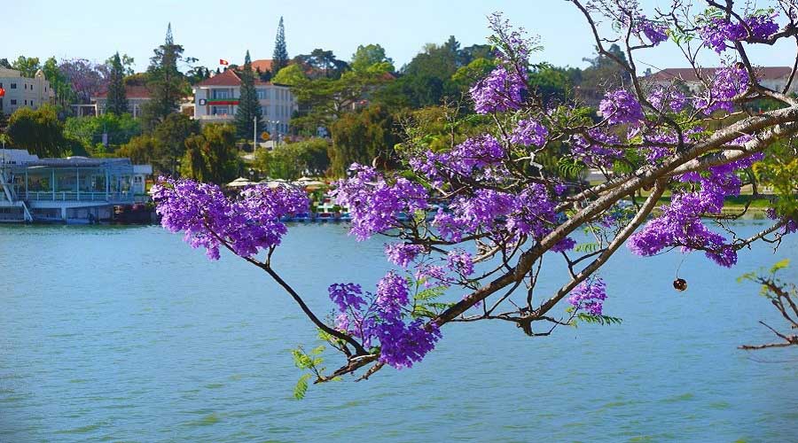 Hoa phượng tím Hồ Xuân Hương