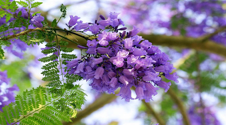 Hoa phượng tím Thiền viện Trúc Lâm