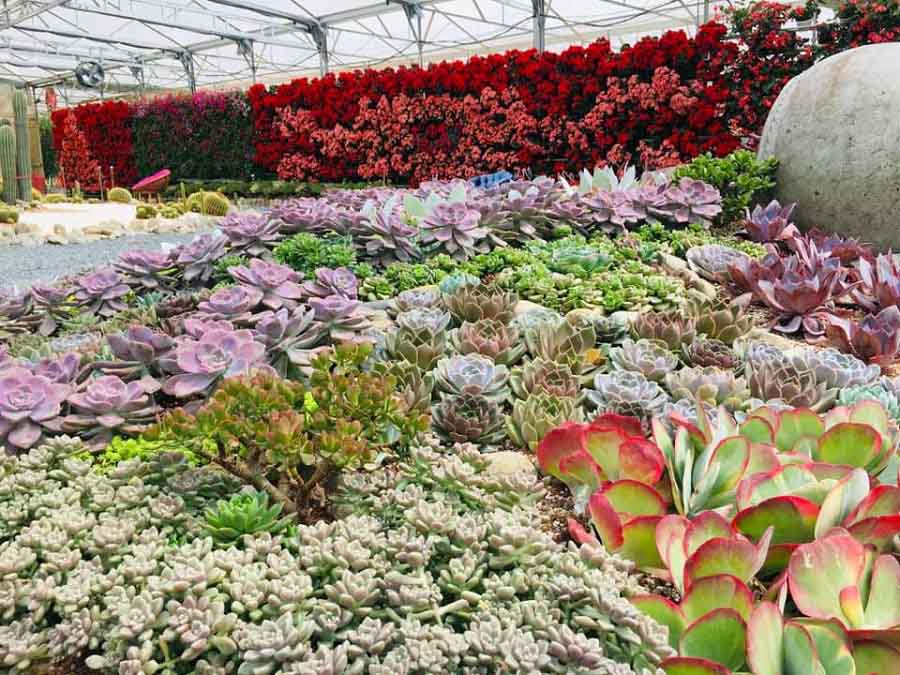 Khu vườn sen đá với đa dạng màu sắc tại Puppy Farm Dalat