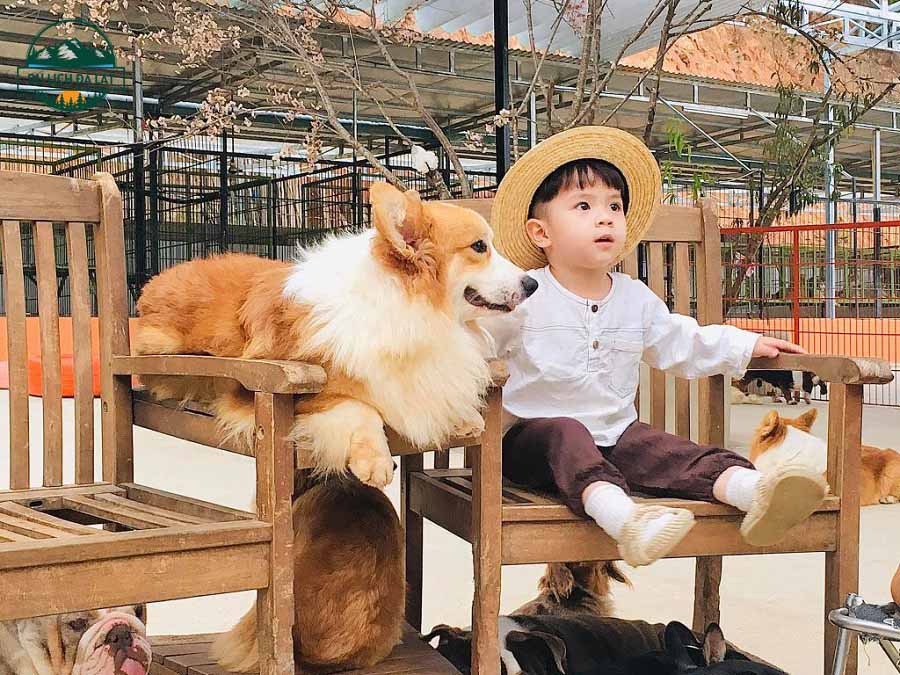 Nông trại cún puppy farm đà lạt
