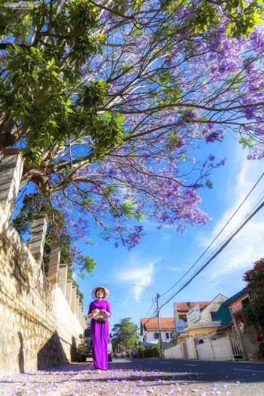 Phượng tím Đà Lạt