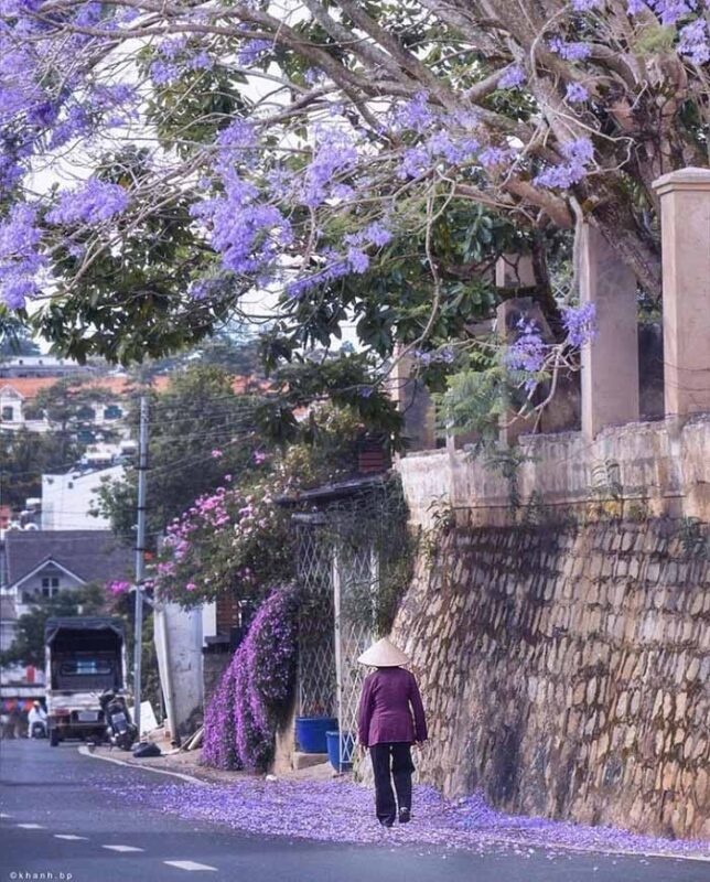 Phượng tím Đà Lạt tháng 3