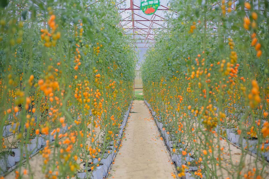 Tham quan khu vườn nông nghiệp công nghệ cao tại Puppy Farm Dalat