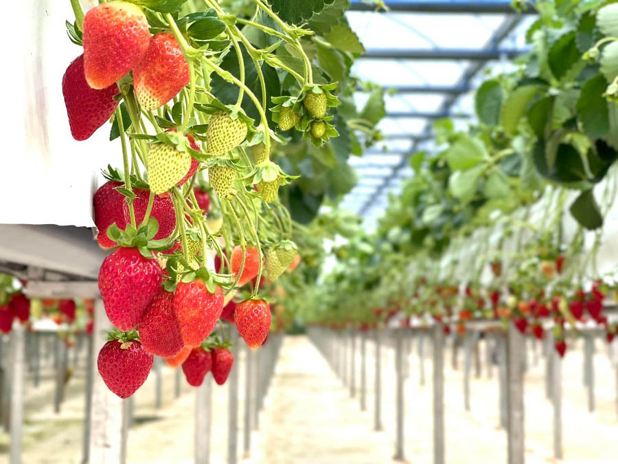 Tham quan vườn dâu tây công nghệ cao tại Puppy Farm Dalat