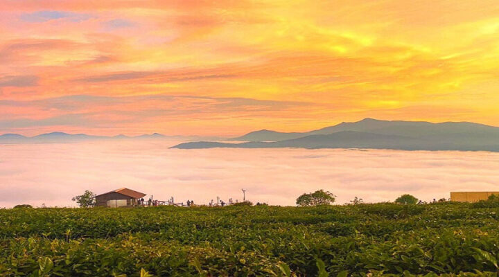 Nông trại cà phê mây trên đỉnh đồi Đà Lạt